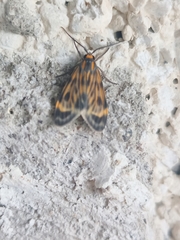 Eucereon phaeoprocta