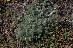 Lasiospermum pedunculare