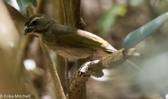 Saltator albicollis