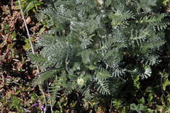 Lasiospermum pedunculare