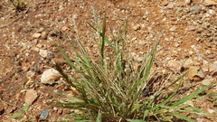 Enneapogon polyphyllus