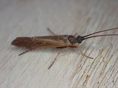 Limnephilus auricula