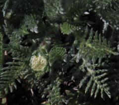 Lasiospermum pedunculare