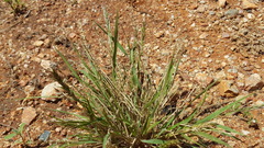 Enneapogon polyphyllus