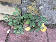 Nepeta × faassenii