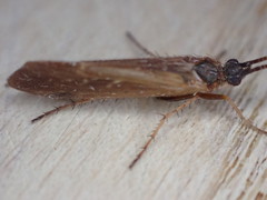 Limnephilus auricula