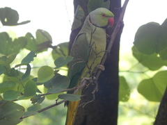 Psittacula krameri