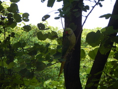 Psittacula krameri