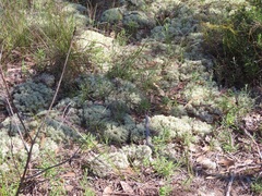 Pulchrocladia ferdinandii