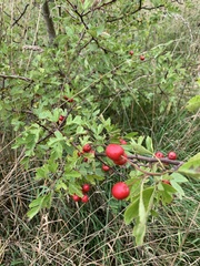 Crataegus monogyna