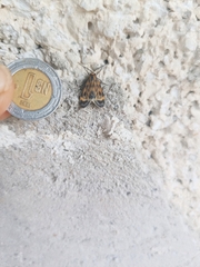 Eucereon phaeoprocta