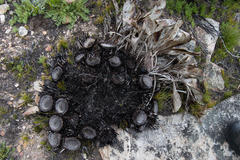 Protea pruinosa