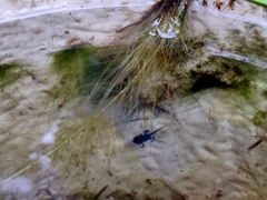 Duttaphrynus melanostictus