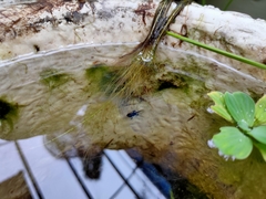 Duttaphrynus melanostictus