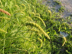 Carex leiorhyncha