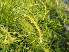 Carex leiorhyncha