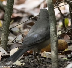 Turdus nudigenis