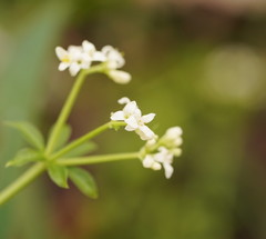 Asperula euryphylla