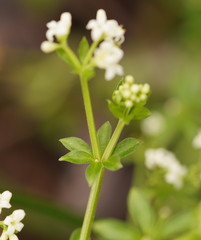 Asperula euryphylla