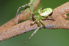Diaea ambara