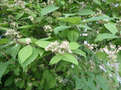 Philadelphus tenuifolius