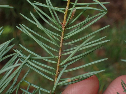 Pseudotsuga menziesii