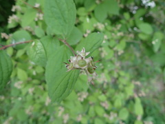 Philadelphus tenuifolius