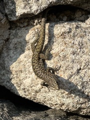 Archaeolacerta bedriagae