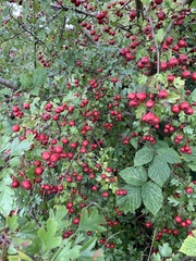 Crataegus monogyna