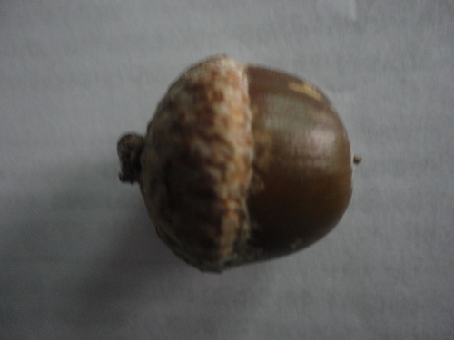 Quercus benthamii