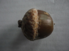 Quercus benthamii