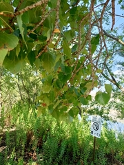 Populus nigra
