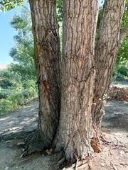 Populus nigra