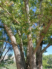 Populus nigra