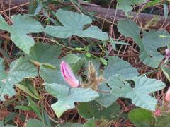 Ipomoea ficifolia