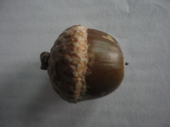 Quercus benthamii