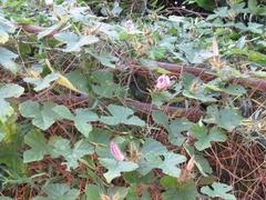Ipomoea ficifolia