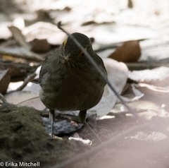 Turdus nudigenis