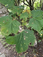 Acer pseudoplatanus