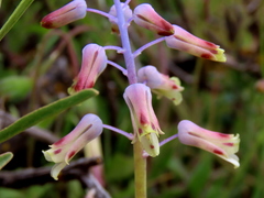 Lachenalia hirta