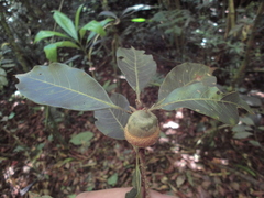Quercus benthamii