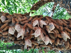 Lechriolepis nigrivenis