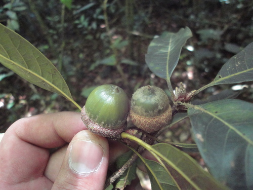 Quercus benthamii