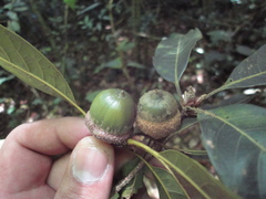 Quercus benthamii