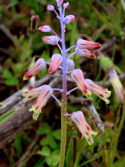 Lachenalia hirta