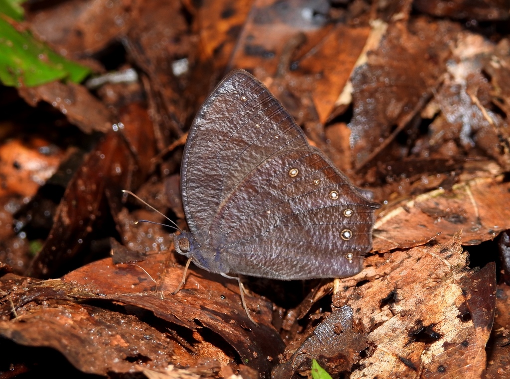 Dark Evening Brown