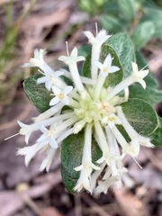Pimelea octophylla