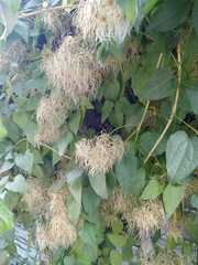 Clematis vitalba