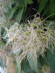 Clematis vitalba
