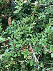 Lonicera ligustrina